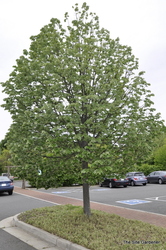 Acer saccharum 'Green Mountain' — photo 3